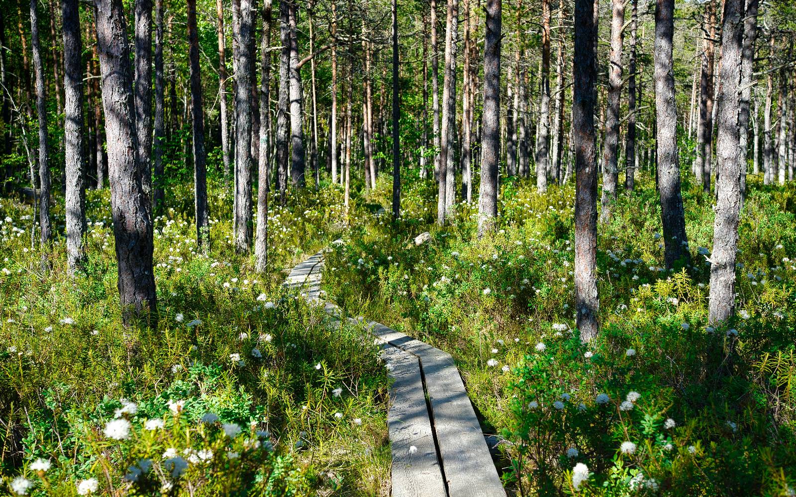 Lahemaa National Park - bog boardwalk and pine forest on the Baltic coast